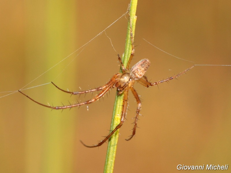 Metellina sp., maschio   - Civiasco (VC)